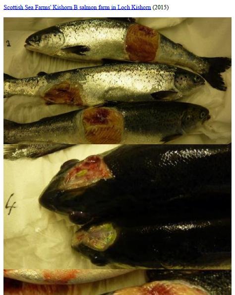 Photo Dossier of FHI Case Information Feb 2020 #41 SSF Kishorn B Photo Dossier of FHI Case Information Feb 2020 #41 SSF Kishorn B