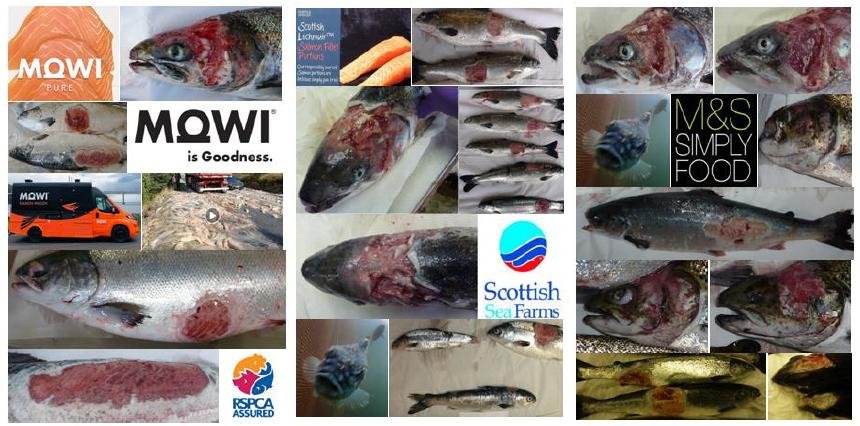 The Faces of Scottish Salmon Feb 2020 #4 collage Mowi M&S SSF