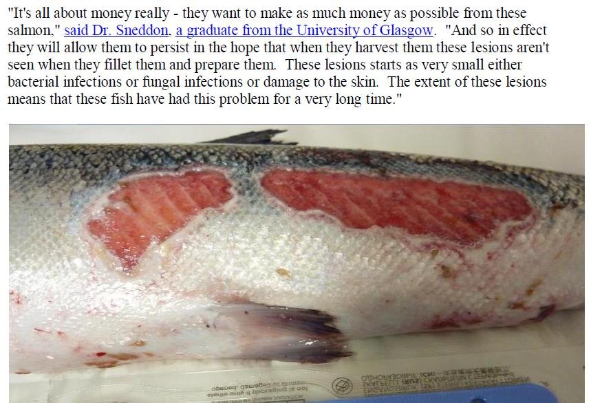 PR Welfare Abuse on Scottish Salmon Farms 2 Feb 2020 #6