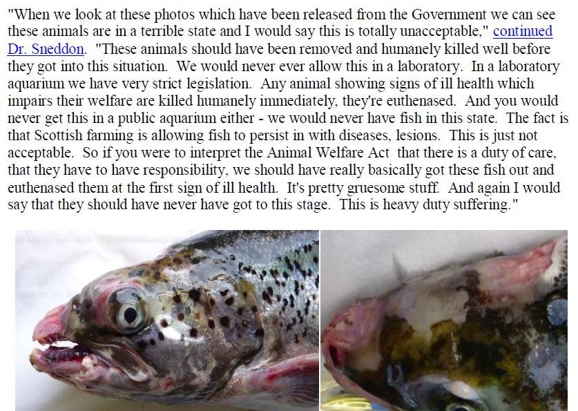 PR Welfare Abuse on Scottish Salmon Farms 2 Feb 2020 #7