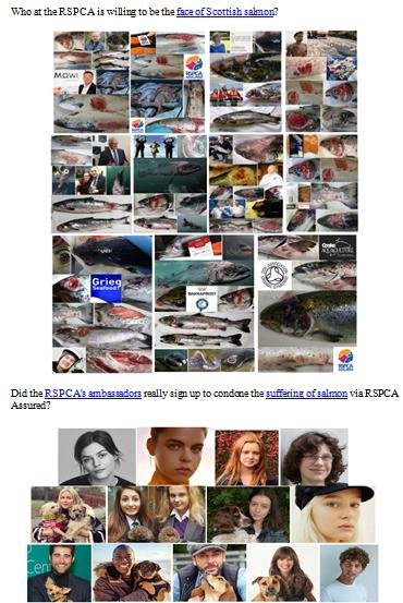 Letter to RSPCA re welfare abuse on RSPCA Assured salmon farms 5 February 2020 #3
