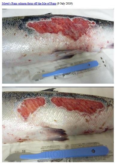 Letter to RSPCA re welfare abuse on RSPCA Assured salmon farms 5 February 2020 #1 g