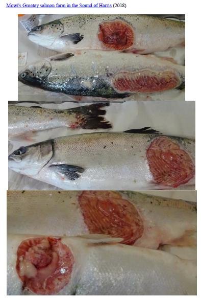 Letter to RSPCA re welfare abuse on RSPCA Assured salmon farms 5 February 2020 #1 h