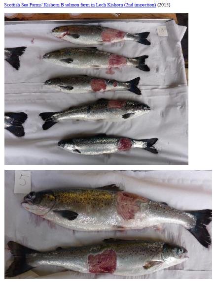 Letter to RSPCA re welfare abuse on RSPCA Assured salmon farms 5 February 2020 #1 l