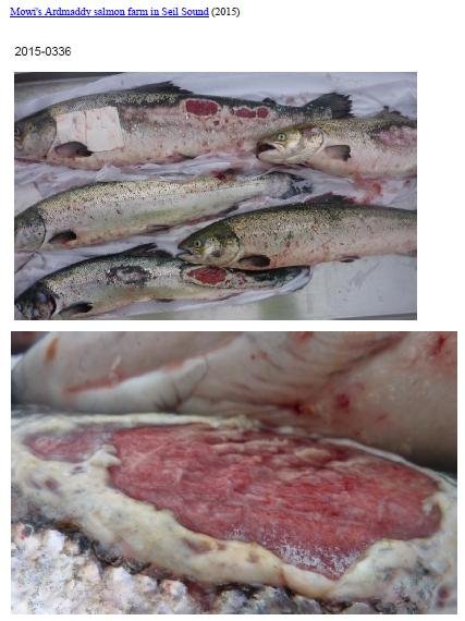 Letter to RSPCA re welfare abuse on RSPCA Assured salmon farms 5 February 2020 #1 m