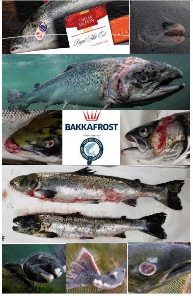 The Faces of Scottish Salmon Feb 2020 #10 SSC Bakkafrost The Faces of Scottish Salmon Feb 2020 #10 SSC Bakkafrost