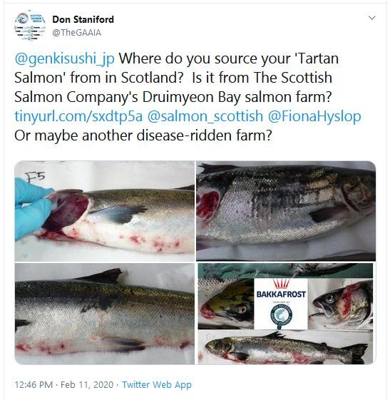 PR Big in Japan - Lousy Tartan Salmon 11 Feb 2020 # Tweet to Genki Sushi