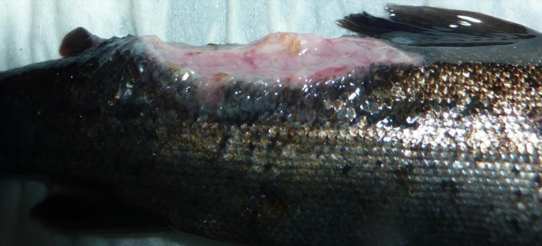 Jan 2020 FHI #1 Ormsary 2nd visit photo #3