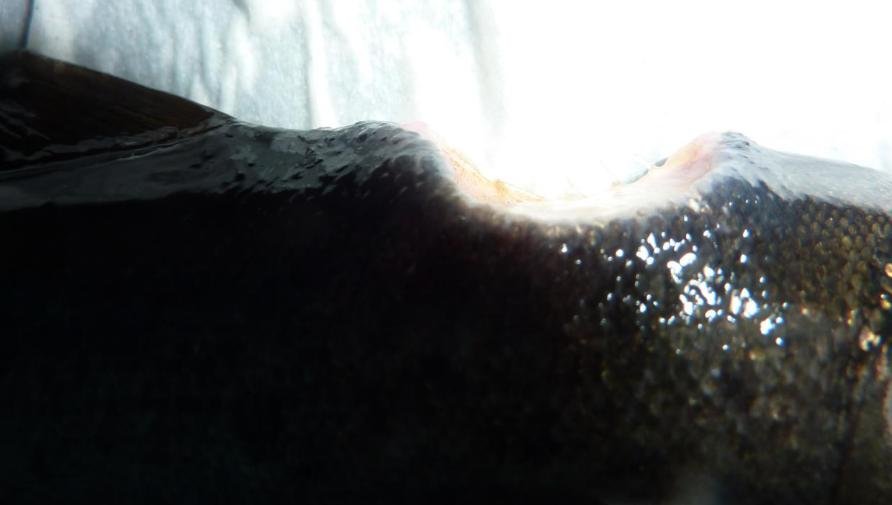 Jan 2020 FHI #1 Ormsary 2nd visit photo #1