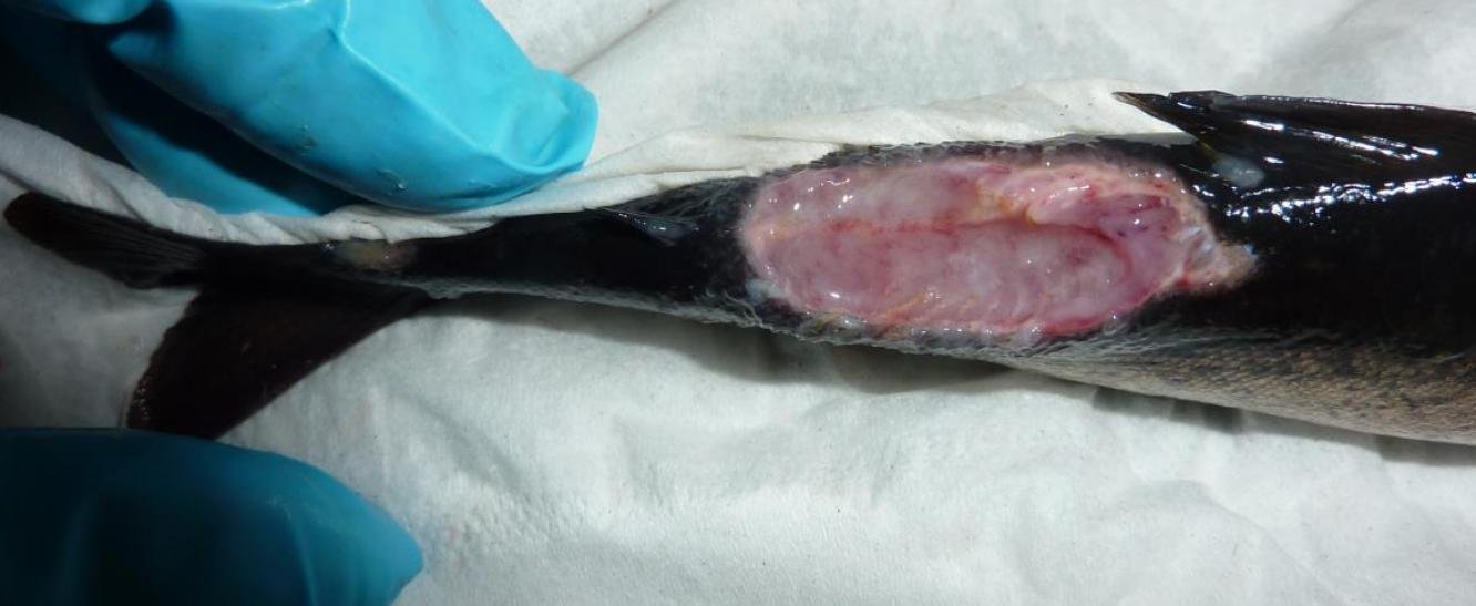 Jan 2020 FHI #1 Ormsary 2nd visit photo #7