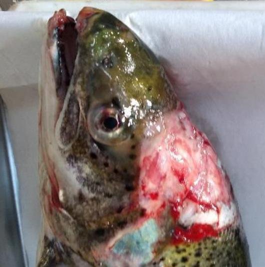 North Shore Oct 2019 Photo #1 North Shore Oct 2019 Photo #1