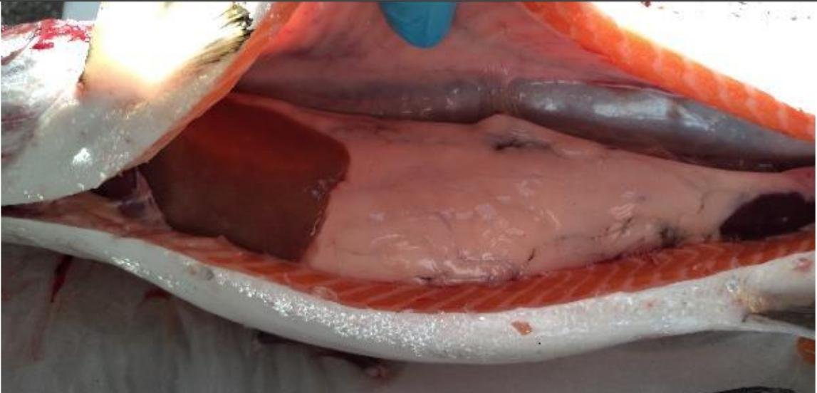 North Shore Oct 2019 Photo #8 North Shore Oct 2019 Photo #8