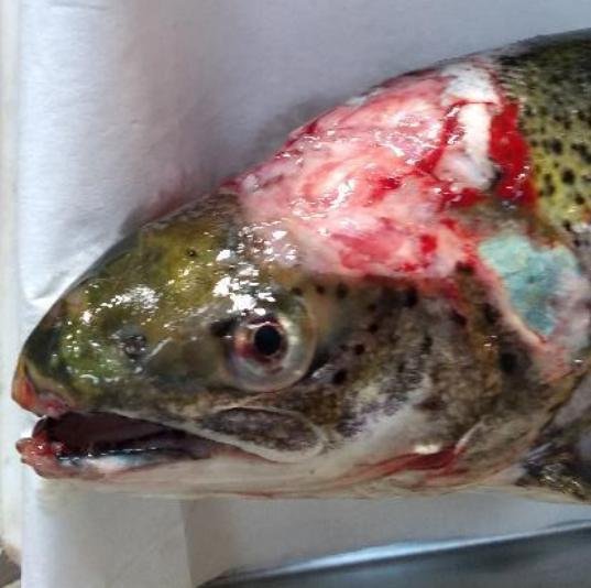 North Shore Oct 2019 Photo #10 North Shore Oct 2019 Photo #10