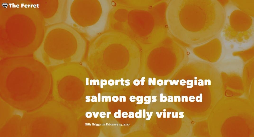 Ferret 24 Feb 2020 #1