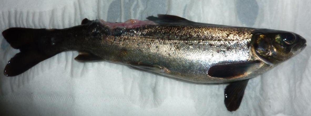 Jan 2020 FHI #1 Ormsary 2nd visit photo #4