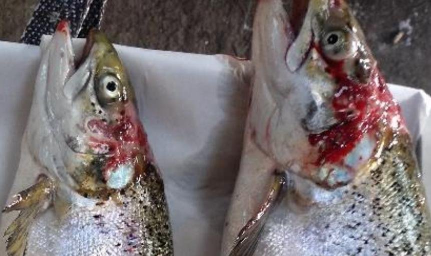 North Shore Oct 2019 Photo #3 North Shore Oct 2019 Photo #3