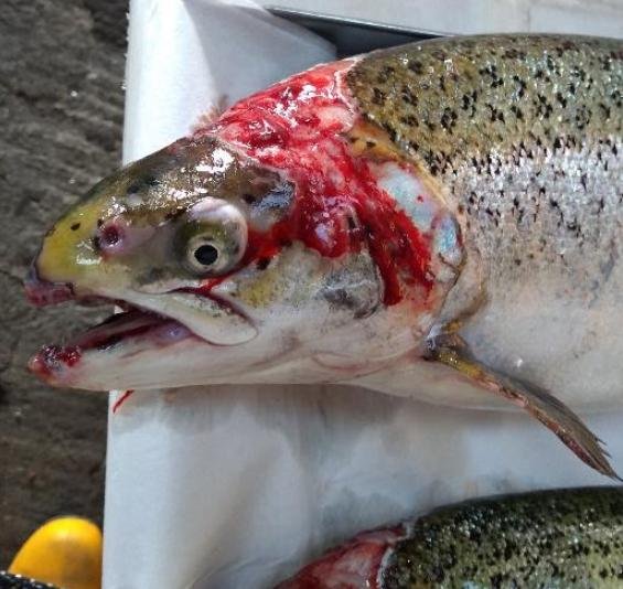 North Shore Oct 2019 Photo #4