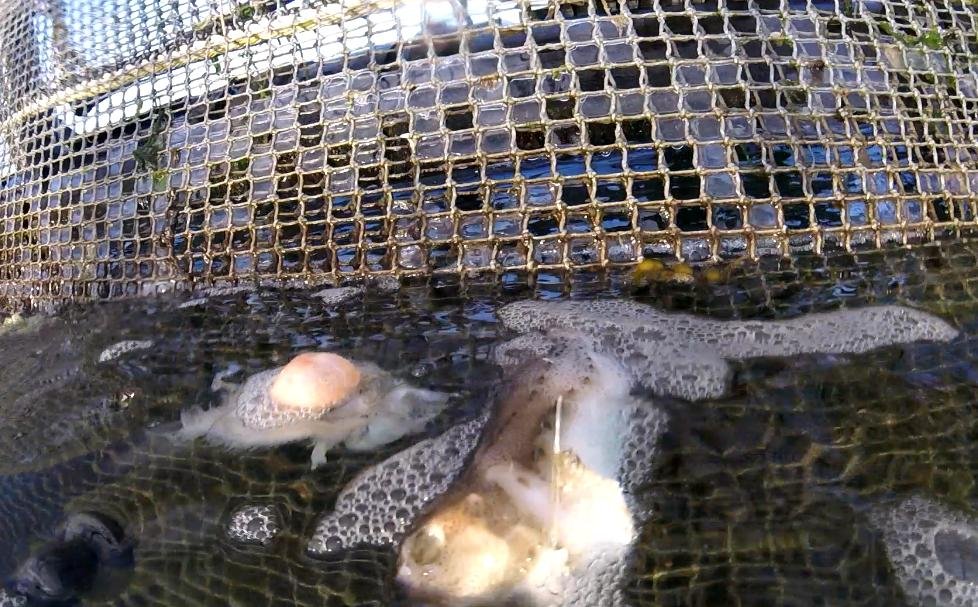 Photo #27 dead cleaner fish on surface