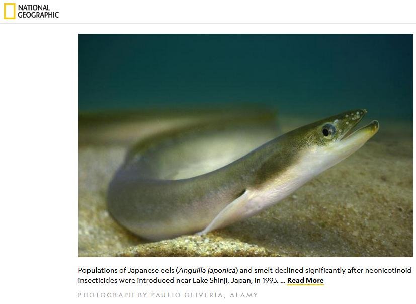 Imidacloprid Nat Geo Feb 2019 #1 Imidacloprid Nat Geo Feb 2019 #1