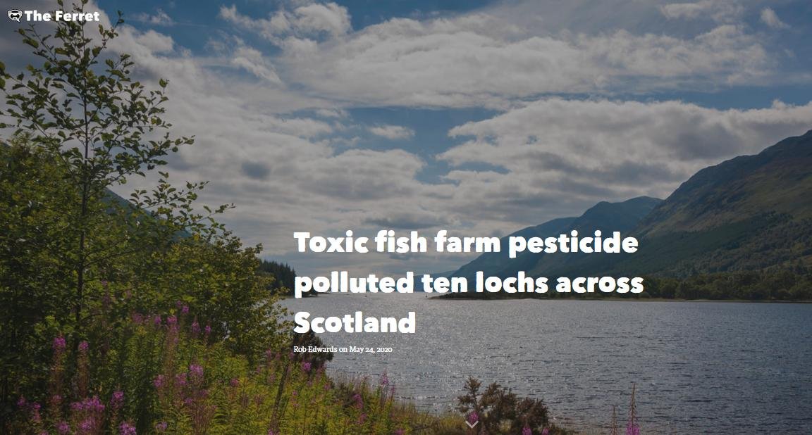 Ferret 24 May 2020 #1