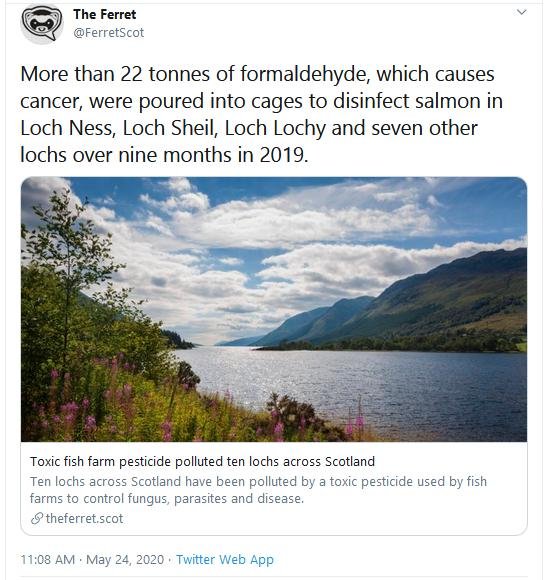 Ferret 24 May 2020 Tweet