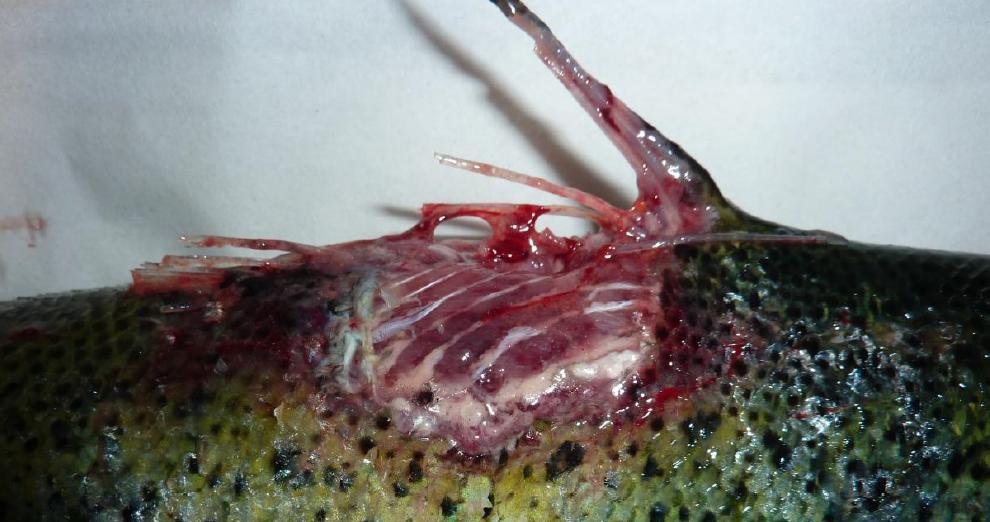 FHI Greshornish March 2020 Photo #1 FHI Greshornish March 2020 Photo #1