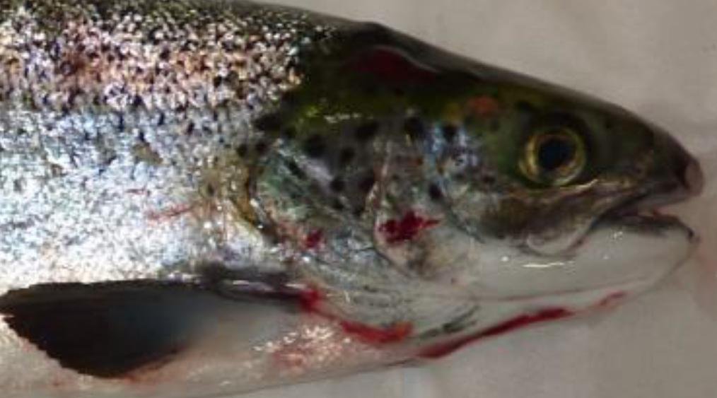 FHI Greshornish March 2020 Photo #2 FHI Greshornish March 2020 Photo #2