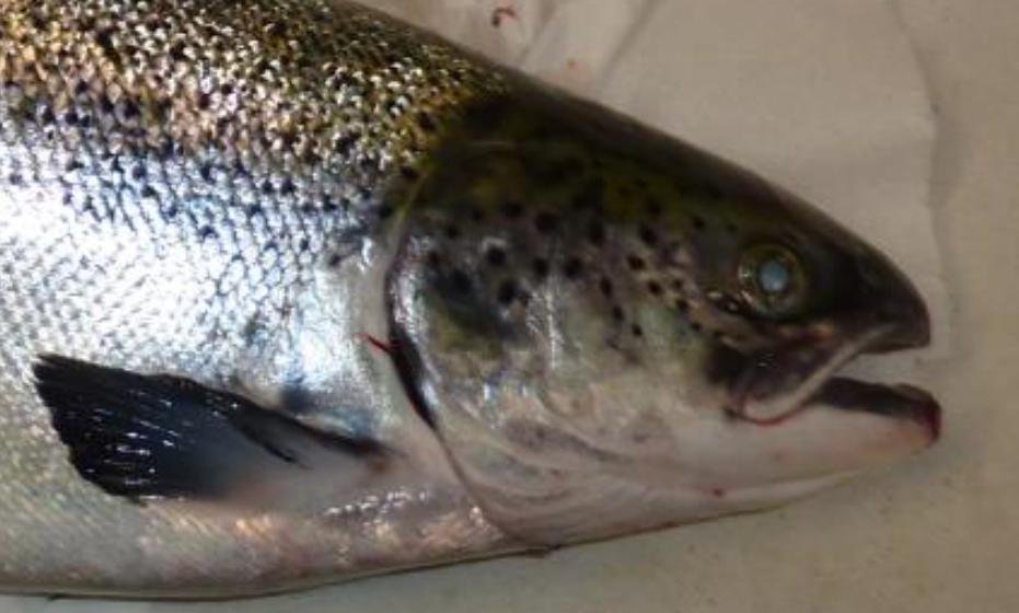 FHI Greshornish March 2020 Photo #3 FHI Greshornish March 2020 Photo #3