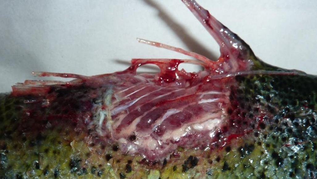 FHI Greshornish March 2020 Photo #7 FHI Greshornish March 2020 Photo #7