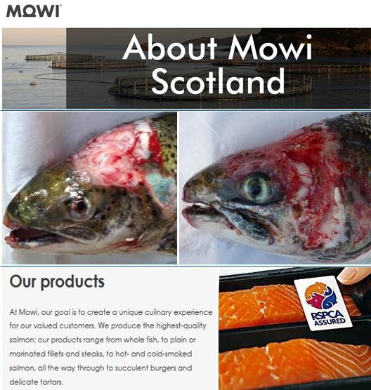 About Mowi Scotland #2 About Mowi Scotland #2