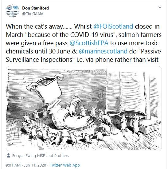 Cats away Tweet 11 June 2020