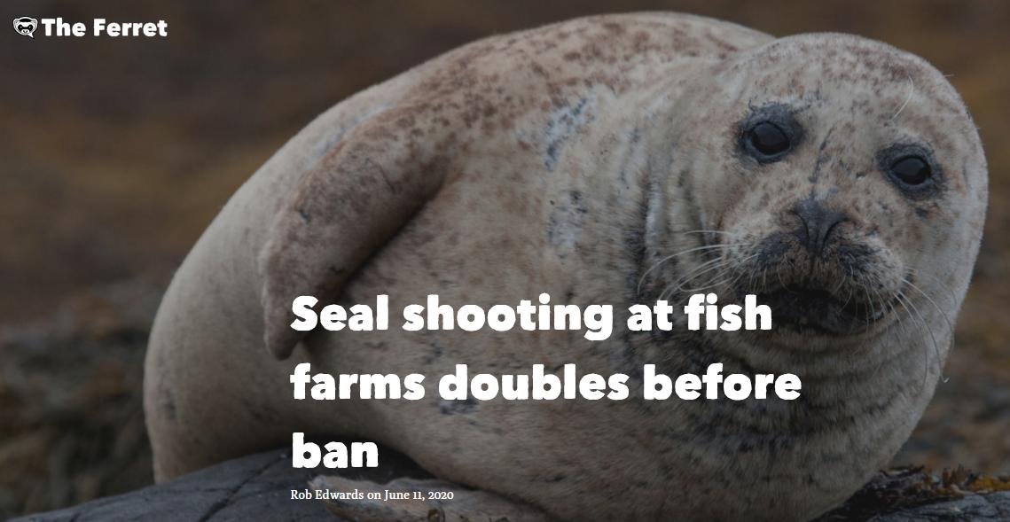 Ferret 11 June 2020 #1