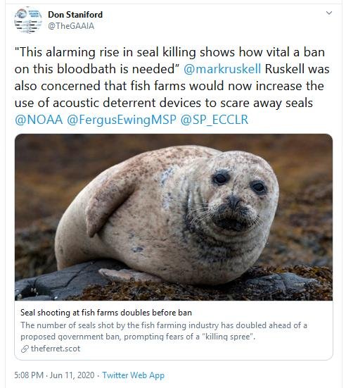 Ferret 11 June 2020 Tweet #1