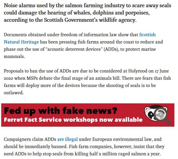 Ferret 17 June sonic torture 2020 #1 b