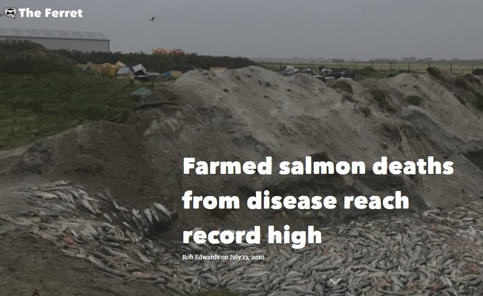 Ferret 13 July 2020 #1