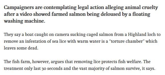 Ferret 27 July 2020 #2