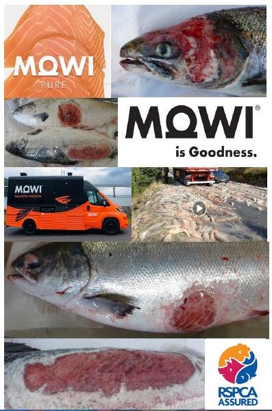 The Faces of Scottish Salmon Feb 2020 #12 Mowi RSPCA