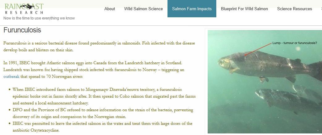 Furunculosis #1 Furunculosis #1