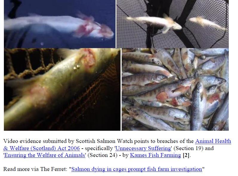 PR Welfare Abuse at Kames 24 September 2020 #2