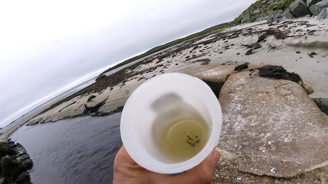 Effluent #10 pellets in sample Effluent #10 pellets in sample
