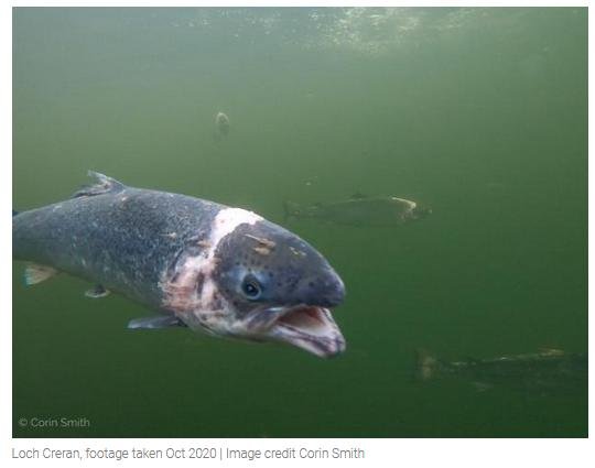 Herald 31 Oct 2020 #7 Creran photo Herald 31 Oct 2020 #7 Creran photo