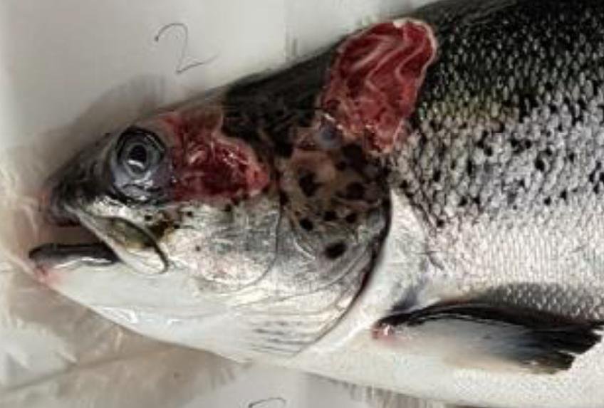 Kyles Vuia Feb 2020 Photo #5 close up