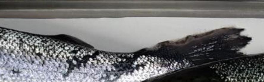 Kyles Vuia Feb 2020 Photo #7 close up tail