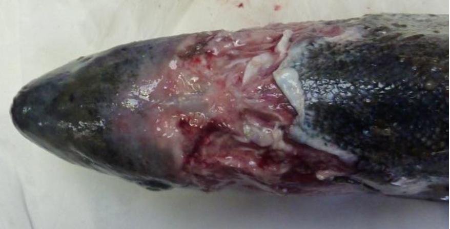 FOI photo disclosure Sept 2018 #2