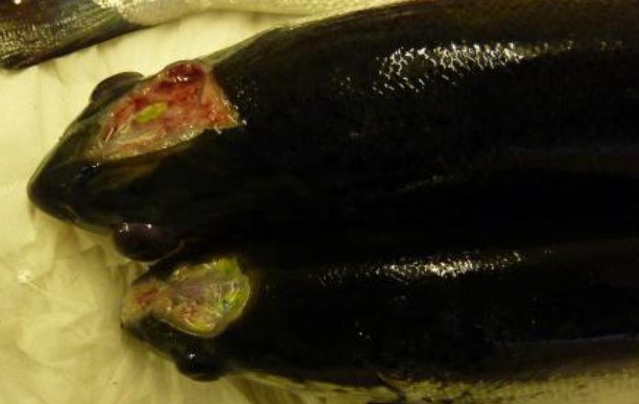 FOI photo disclosure Sept 2018 #9