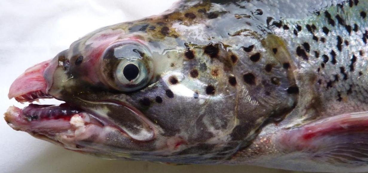 FHI Case Information Strondoir Bay Feb 2019 Photo #3