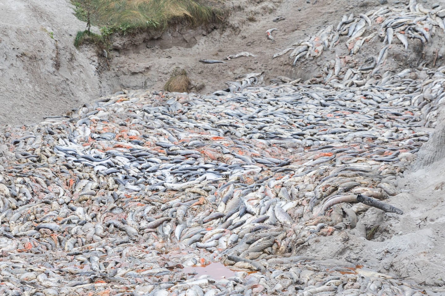 Dead-salmon-dump-one-via-Corin-Smith