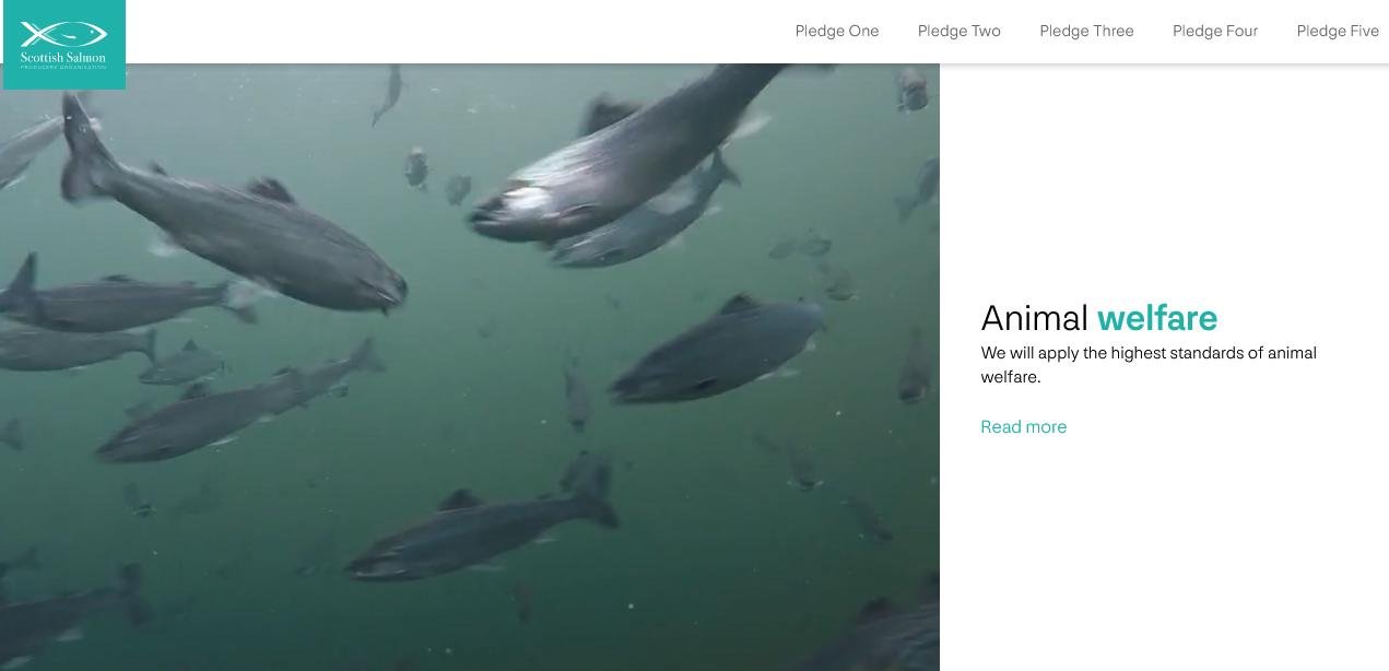 Pledge Nov 2020 #6 animal welfare