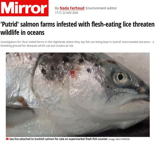 Mirror 22 Nov 2020 #1