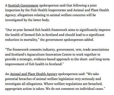 Ferret Tralaig Sept 2020